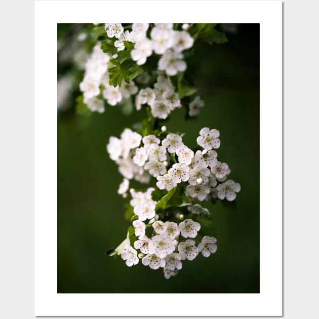 Spring Blossom Wall Art by EviRadauscher